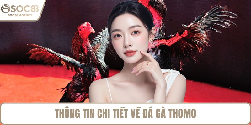 Thông tin chi tiết về đá gà Thomo